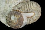 Tall Heteromorph (Nostoceras) Ammonite Cluster - Madagascar #96199-4